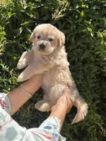 G2, a female Golden Retriever for sale in Phoenix, AZ – Photo 1 of 3