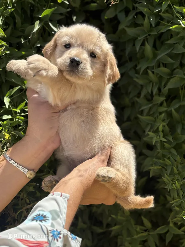 G1 – Golden Retriever puppy for sale in Phoenix, AZ