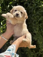 G1, a female Golden Retriever for sale in Phoenix, AZ – Photo 1 of 3