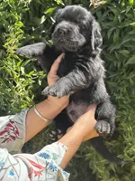 P1, a male Chinese Shar-Pei and Golden Retriever for sale in Phoenix, AZ – 2 of 5