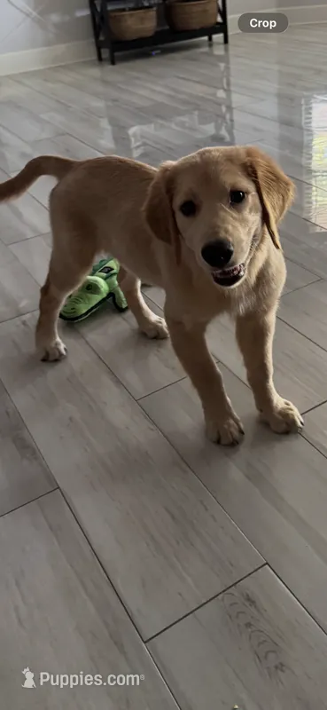 Charlie – Golden Retriever puppy for sale in Fort Worth, TX