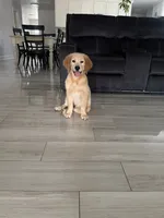 Charlie, a male Golden Retriever for sale in Fort Worth, TX – 3 of 3