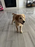 Charlie, a male Golden Retriever for sale in Fort Worth, TX – 2 of 3