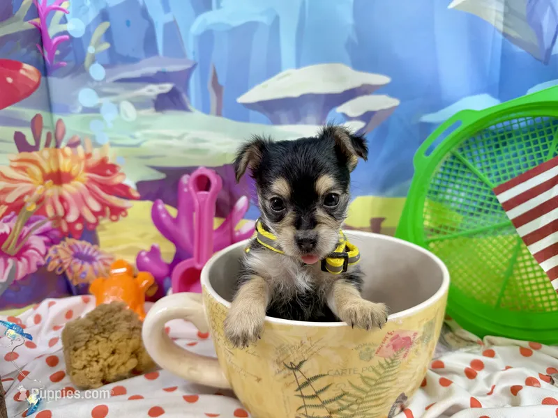 Tcup Tiffany – Morkie puppy for sale in Cassville, MO