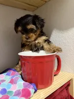 Tiny Tanisha, a female Maltese and Yorkshire Terrier for sale in Cassville, MO – 2 of 7