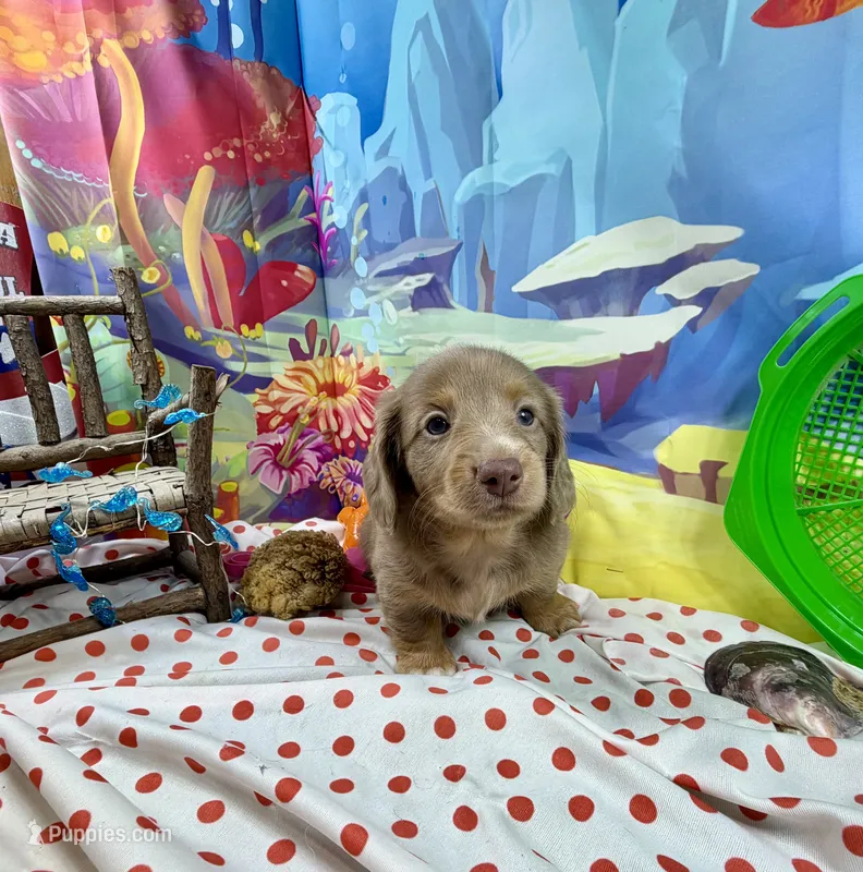 Pickles – Dachshund, Miniature Dachshund puppy for sale in Cassville, MO