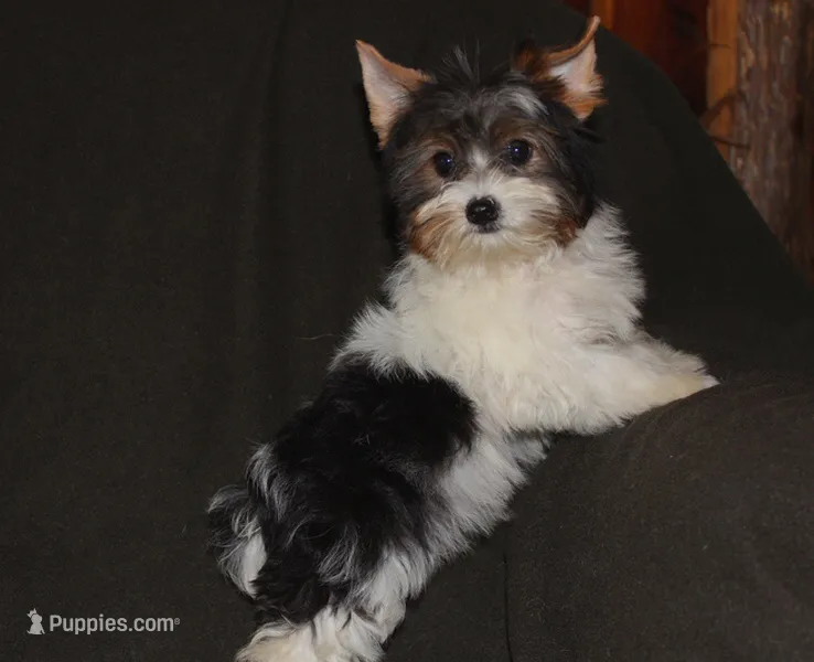 Skeeter POTTY TRAINED – Yorkshire Terrier puppy for sale in Cassville, MO