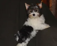 Skeeter, a male Yorkshire Terrier for sale in Cassville, MO – 10 of 10