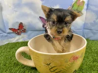 AKC Little Layla , a female Yorkshire Terrier for sale in Cassville, MO – 2 of 9