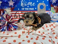 AKC Tcup Skeeter 14 ounces, a male Yorkshire Terrier for sale in Cassville, MO – 7 of 7