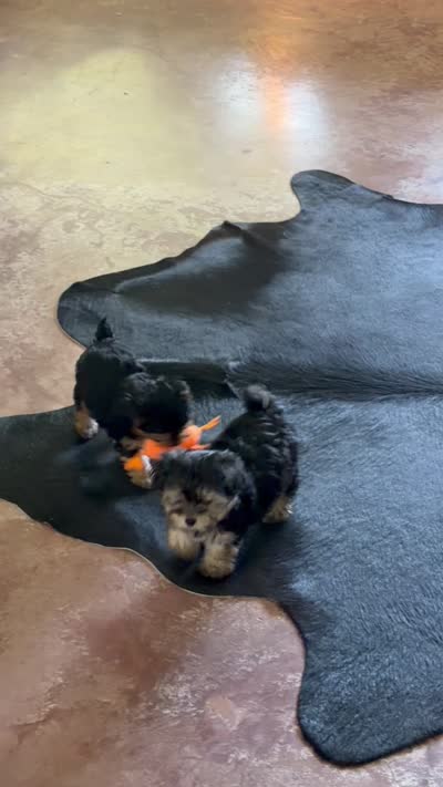 Sensational Taffy POTTY TRAINED , a female Maltese and Yorkshire Terrier for sale in Cassville, MO – 8 of 8