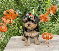 Tiny Tanisha POTTY TRAINED , a female Maltese and Yorkshire Terrier for sale in Cassville, MO – 5 of 8