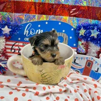 AKC Tcup Skeeter 14 ounces, a male Yorkshire Terrier for sale in Cassville, MO – 4 of 7