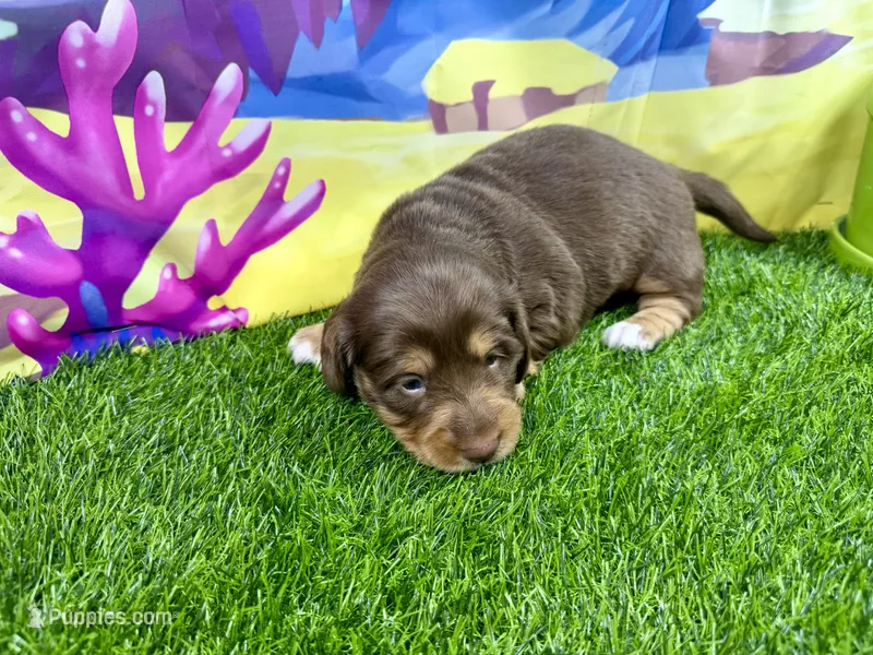 Piper  – Dachshund, Miniature Dachshund puppy for sale in Cassville, MO