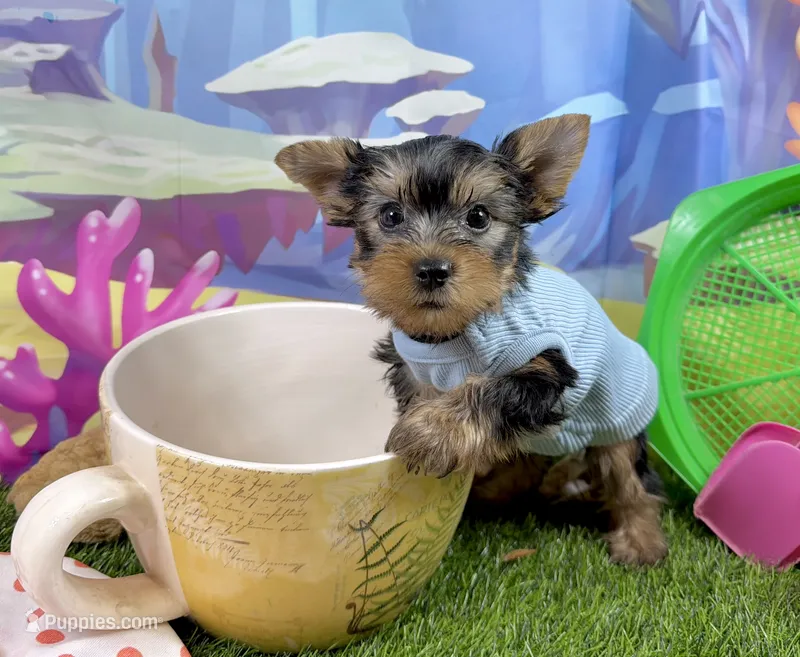 AKC Tcup Skeeter 15 ounces – Yorkshire Terrier puppy for sale in Cassville, MO