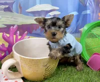AKC Tcup Skeeter 15 ounces, a male Yorkshire Terrier for sale in Cassville, MO – 2 of 9