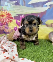 Akc Tcup Sammy 14 ounces, a female Yorkshire Terrier for sale in Cassville, MO – 6 of 10