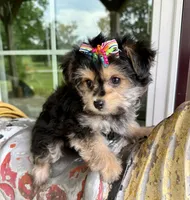 Lil’ Tickles, a female Maltese and Yorkshire Terrier for sale in Cassville, MO – 3 of 7