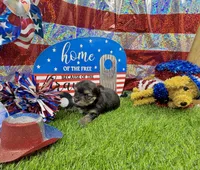 Tiny Tibbins, a male Morkie for sale in Cassville, MO – 2 of 6