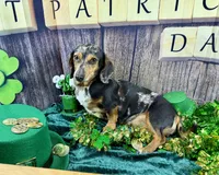 AKC Blues, a female Dachshund and Miniature Dachshund for sale in Cassville, MO – Photo 10 of 10