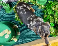 AKC Blues, a female Dachshund and Miniature Dachshund for sale in Cassville, MO – Photo 4 of 10