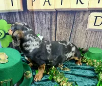 AKC Blues, a female Dachshund and Miniature Dachshund for sale in Cassville, MO – Photo 7 of 10