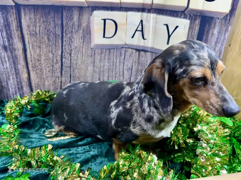 AKC Blues – Dachshund, Miniature Dachshund puppy for sale in Cassville, MO