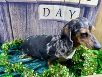 AKC Blues, a female Dachshund and Miniature Dachshund for sale in Cassville, MO – Photo 1 of 10