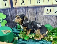 AKC Blues, a female Dachshund and Miniature Dachshund for sale in Cassville, MO – Photo 8 of 10