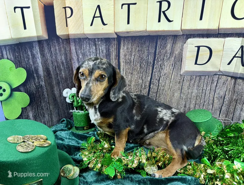 AKC Blues – Dachshund, Miniature Dachshund puppy for sale in Cassville, MO