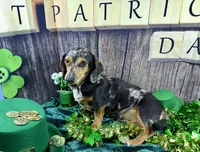 AKC Blues, a female Dachshund and Miniature Dachshund for sale in Cassville, MO – Photo 2 of 10