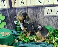 AKC Blues, a female Dachshund and Miniature Dachshund for sale in Cassville, MO – Photo 3 of 10