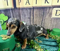 AKC Blues, a female Dachshund and Miniature Dachshund for sale in Cassville, MO – Photo 5 of 10