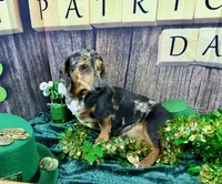 AKC Blues, a female Dachshund and Miniature Dachshund for sale in Cassville, MO – Photo 6 of 10