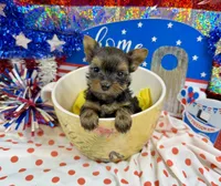AKC Tiny Tcup Scarlett 7 ounces, a female Yorkshire Terrier for sale in Cassville, MO – 4 of 10
