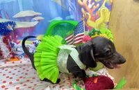 Sweet Sassy, a female Miniature Dachshund for sale in Cassville, MO – 9 of 10