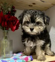 Sensational Taffy, a female Maltese and Yorkshire Terrier for sale in Cassville, MO – 2 of 7