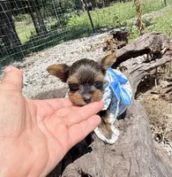 AKC Tiny Tcup Scarlett 9 ounces, a female Yorkshire Terrier for sale in Cassville, MO – 1 of 10