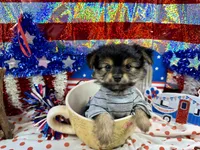 Mr Tibbins, a male Maltese and Yorkshire Terrier for sale in Cassville, MO – 2 of 8