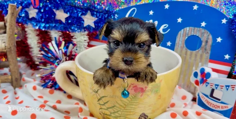 AKC Tcup Smudge 14 ounces – Yorkshire Terrier puppy for sale in Cassville, MO