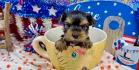 AKC Tcup Smudge 14 ounces, a male Yorkshire Terrier for sale in Cassville, MO – 1 of 7