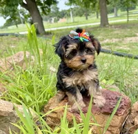 Tiny Tanisha POTTY TRAINED , a female Maltese and Yorkshire Terrier for sale in Cassville, MO – 6 of 8