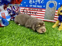 Piper , a female Dachshund and Miniature Dachshund for sale in Cassville, MO – 8 of 9