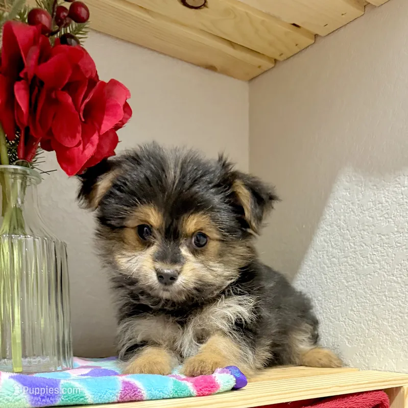 Mr Tibbins – Maltese, Yorkshire Terrier puppy for sale in Cassville, MO