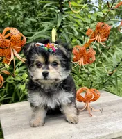 Lil’ Tickles, a female Maltese and Yorkshire Terrier for sale in Cassville, MO – 6 of 7