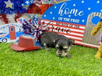 Tcup Tiffany, a female Morkie for sale in Cassville, MO – 6 of 6