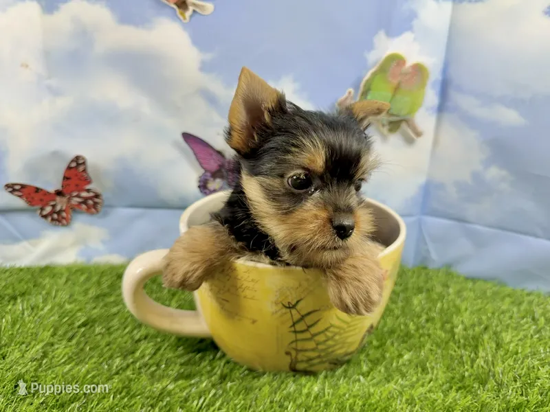 Little Layla  – Yorkshire Terrier puppy for sale in Cassville, MO