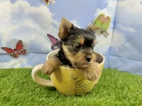 AKC Little Layla , a female Yorkshire Terrier for sale in Cassville, MO – 1 of 9