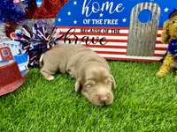 Pickles, a female Dachshund and Miniature Dachshund for sale in Cassville, MO – 8 of 8