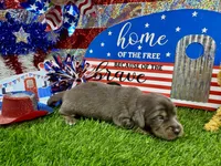 Orlando, a male Dachshund and Miniature Dachshund for sale in Cassville, MO – 4 of 9